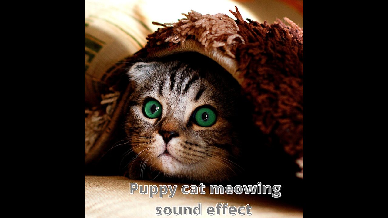 Puppy cat meowing sound effect 2021