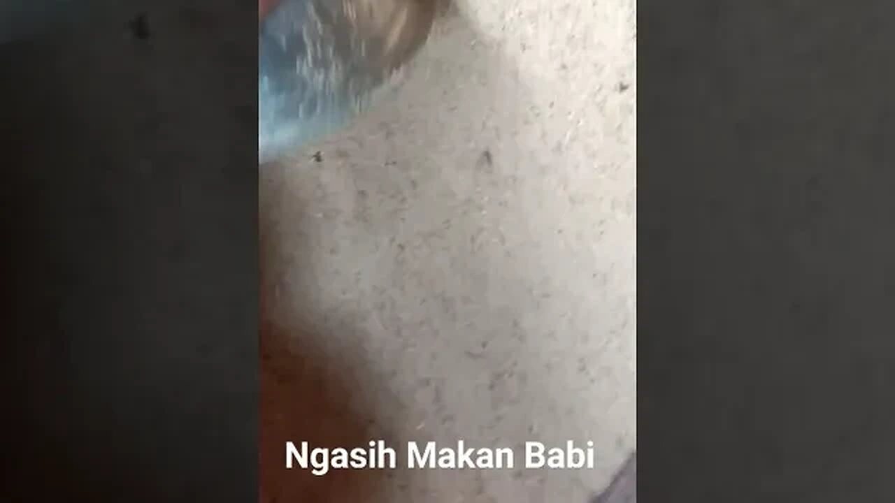 ngasih makan babi