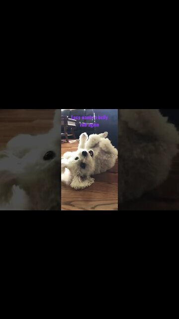 Lucy our #Bichon is angry she’s not getting her belly rubbed …Again! 🙄 #Shorts