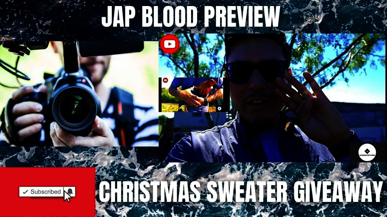 LWF JAP Gamefowl BLOOD Preview // SWEATER CHRISTMAS GIVEAWAY Details #LWFshorts