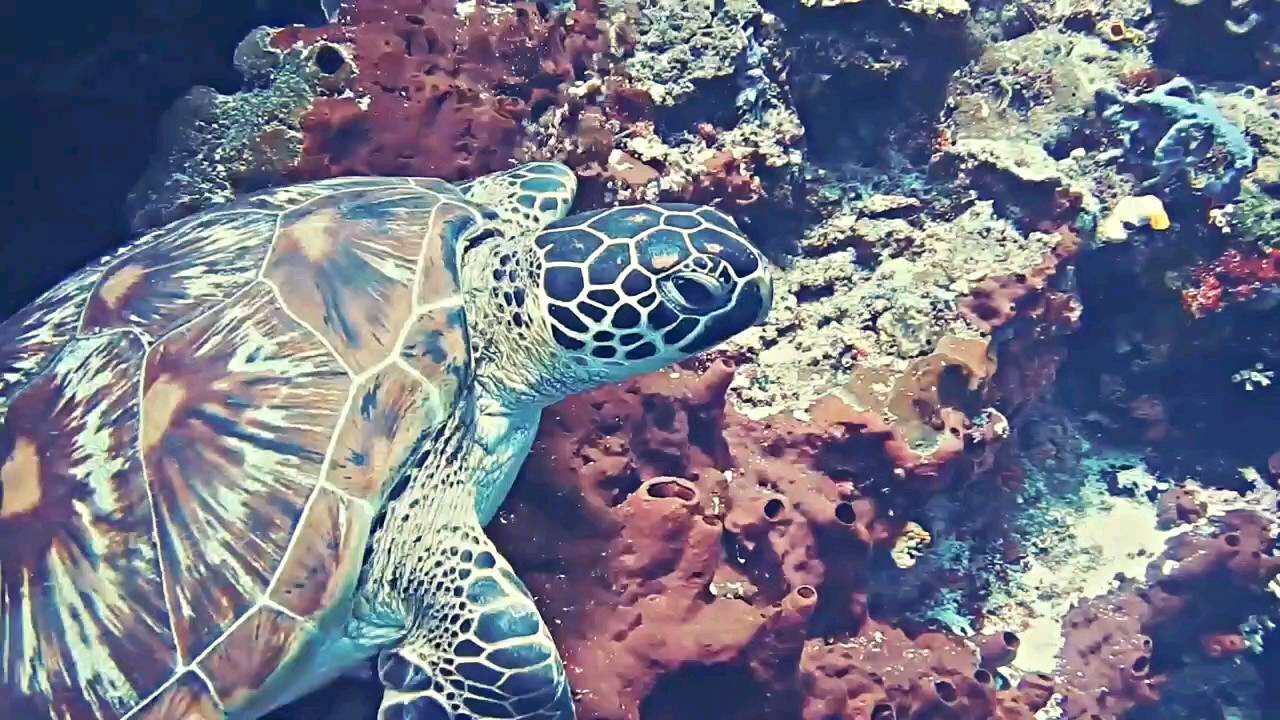 Hawksbill sea turtle lifeunder the water