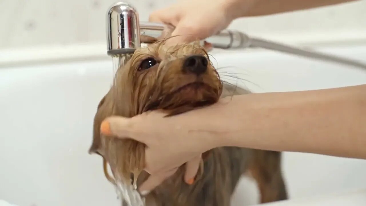 Female groomer hands holding pet shower sprayer and washing little Yorks snout and ears