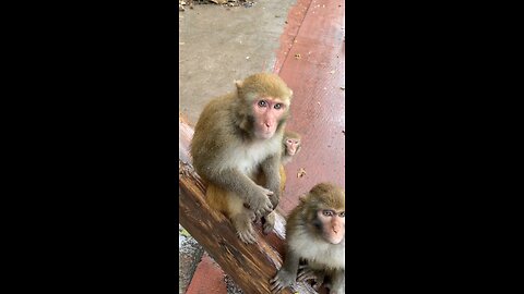 Little Baby Monkey Eating Grape 😍 #monkey #funnyanimals