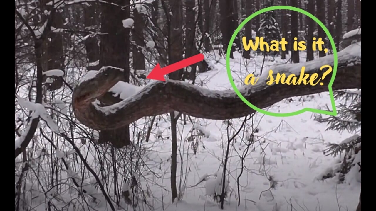 An incredible phenomenon, a snake or a tree?