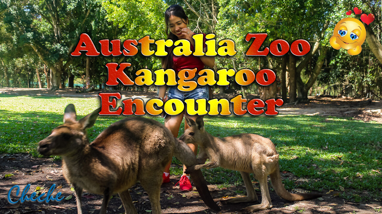 Meet the Kangaroos at Australia Zoo