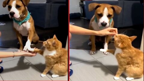 Cute cat and dog best friends ❤️