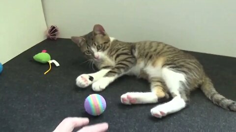 Playing Table Tennis With the Little Cat