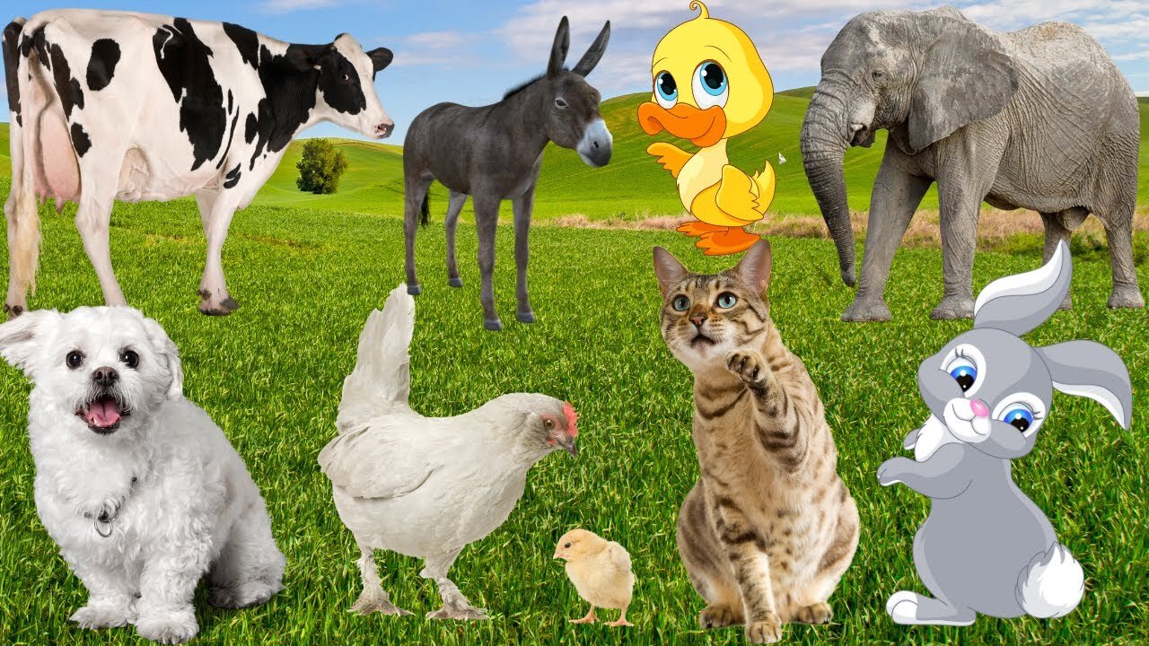 Relax with farm animals- sheep, donkey, cat, Cow, goat, horse, pig, duck, rabbit, chicken - part6