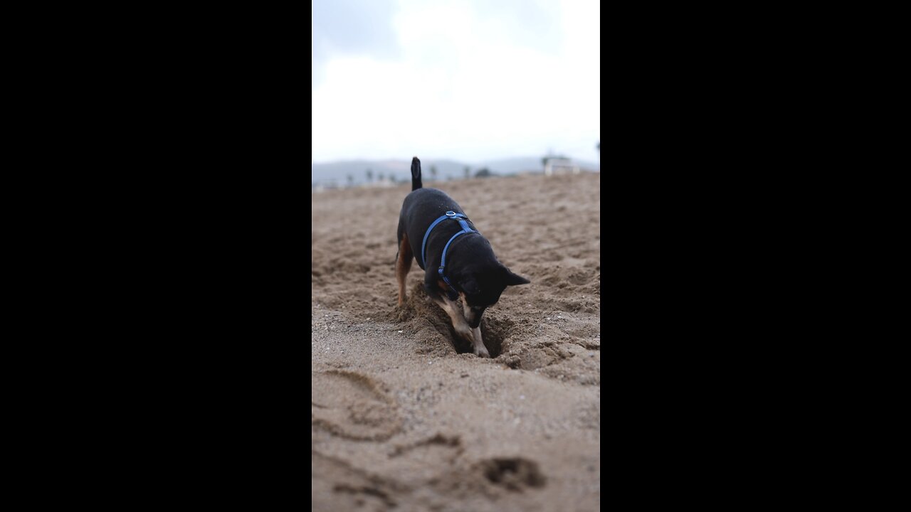 Dog Digging Up The Sand