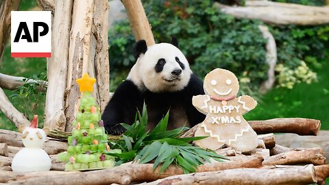 Pandas An An and Ke Ke celebrate their first Christmas in Hong Kong