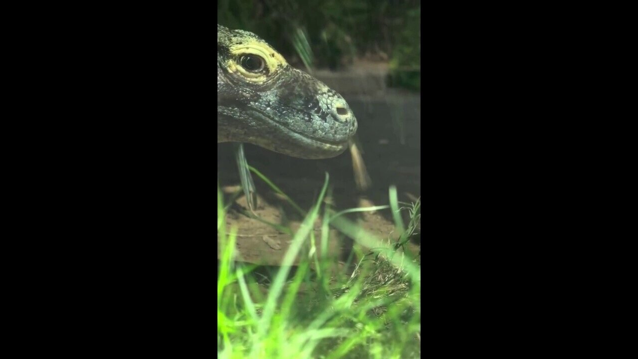 Zoo Releases Footage Of Resident Komodo Dragon Up Close