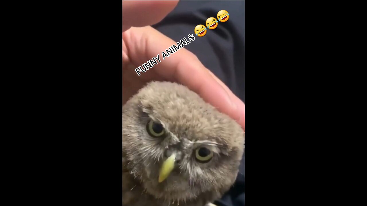 Funny animal videos 😂😂😂