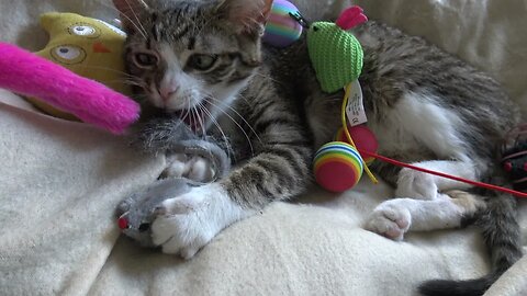 Kitten Rudolph Has Many Toys