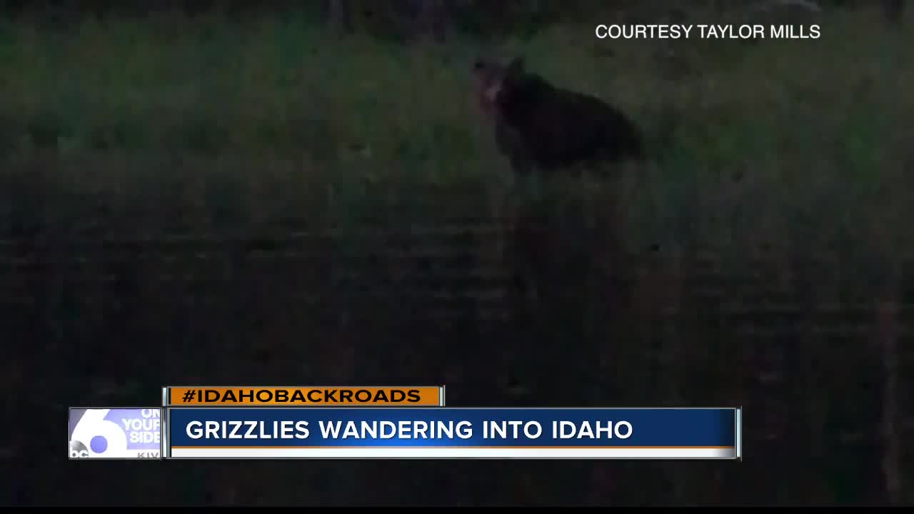 Grizzly wanders into Idaho