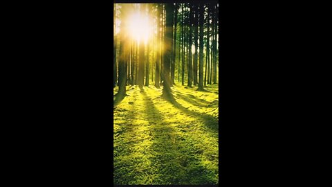 Piano Music & Bird Sounds • Video Link Below