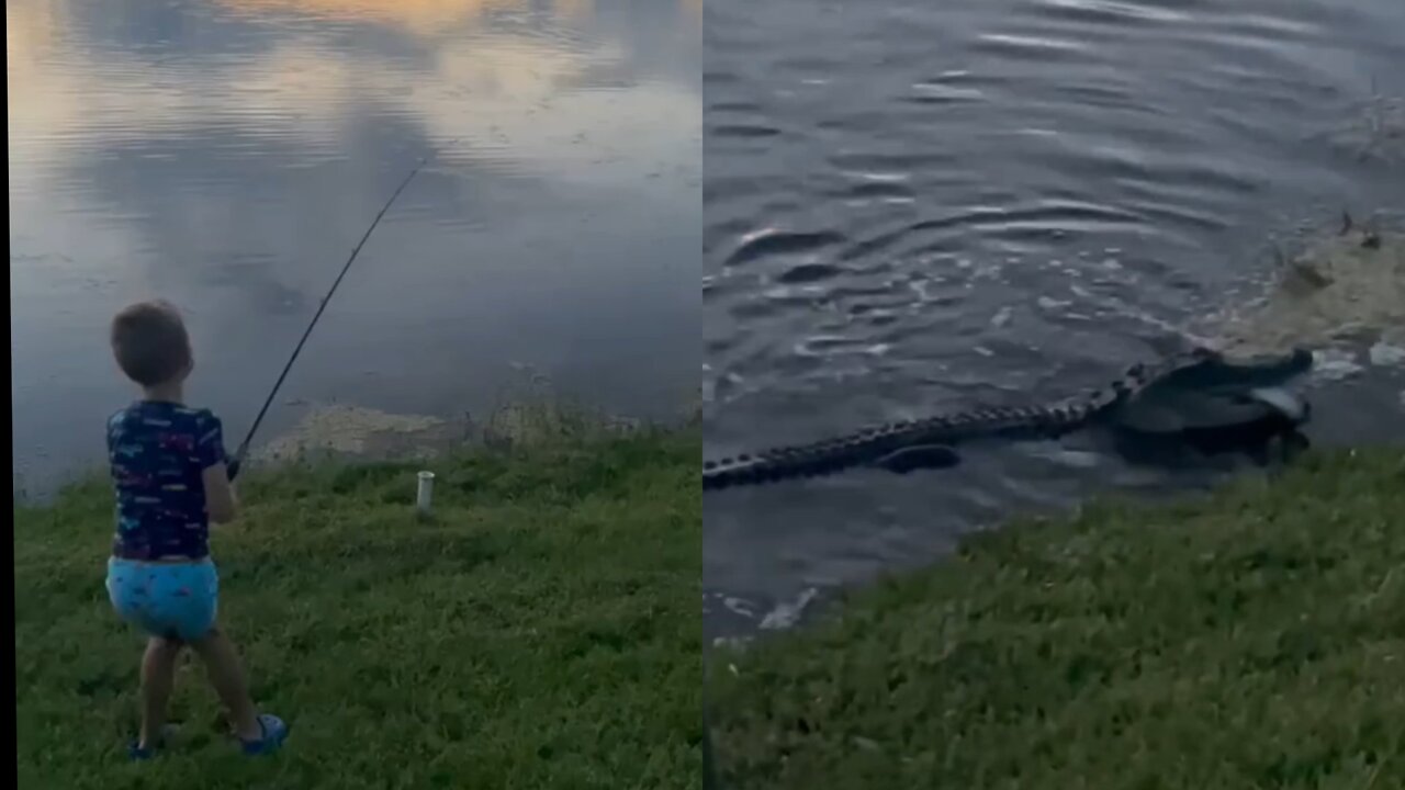 Alligator rushes out of water, steals Florida boy's fish in viral video