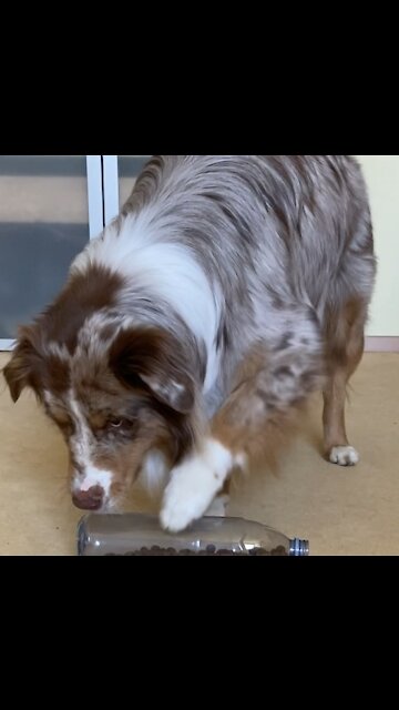 Cute dog solves food puzzle