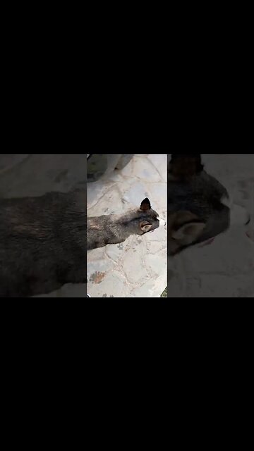 كلاب الهاسكي