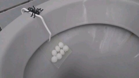 SCARY SPIDER IN THE BATHROOM