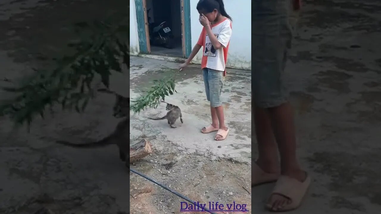 The cat loves to hang out with the owner