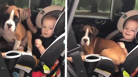 dog and baby sharing car seat with each other