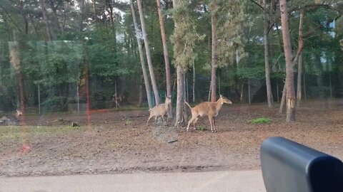 BEEKSE BERGEN ELK ANTILOPES. ELAND ANTILOPEN