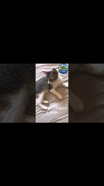 Kitten Talking after being Rescued #shorts