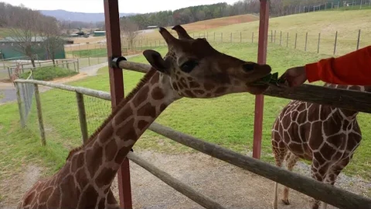 Safari Village