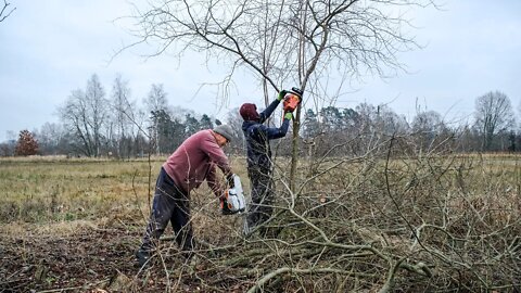 Cutting our own FIREWOOD!