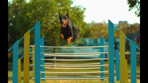 PERRO EN UN DIA DE ENTRANAMIENTO EN CAMARA LENTA HD