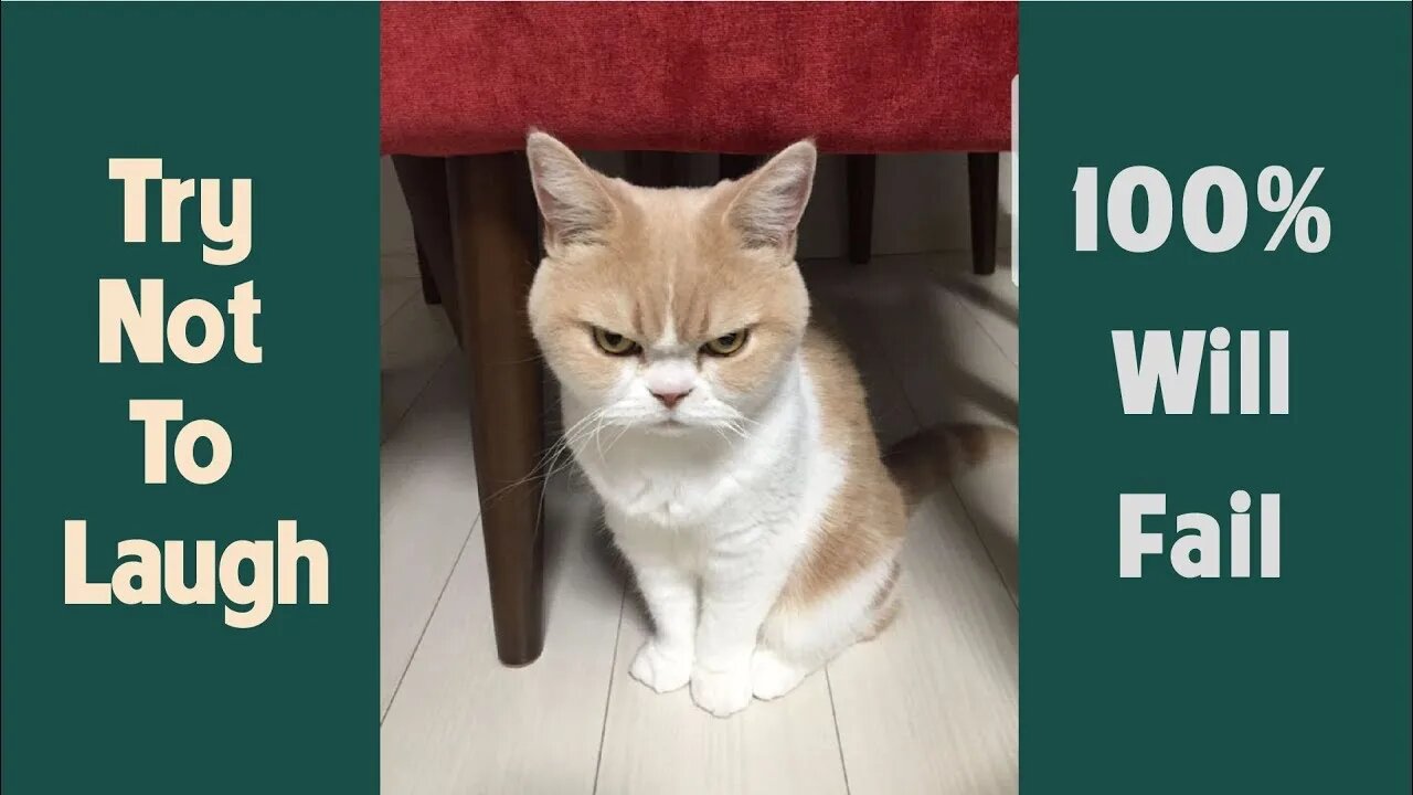 Angry Funny Dogs and Cats of TikTok Compilation #3 Try not to laugh impossible