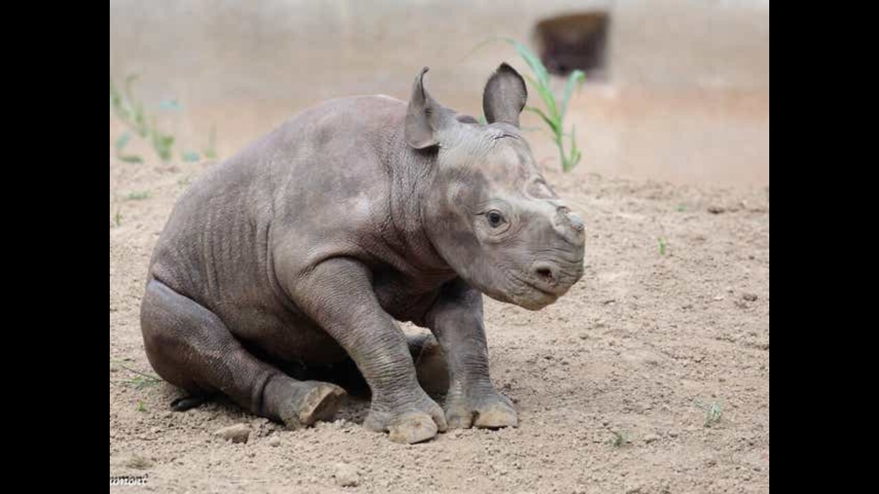 ❤️BABY RHINO Compliation - SUPER FUNNY & CUTE 🦏❤️