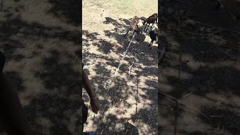 Got me a sheep