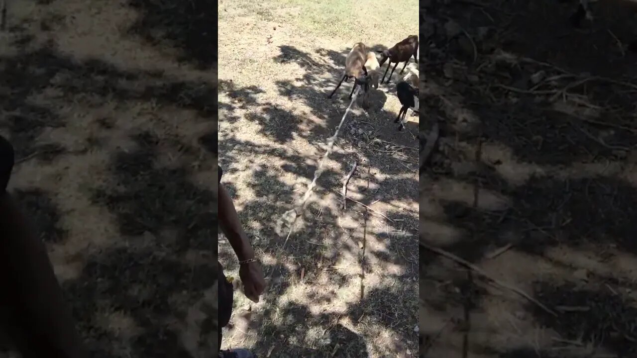 Got me a sheep