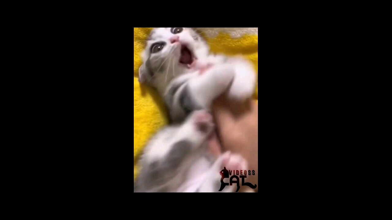 2024's Funniest Cat Moments | Hilarious Cat Videos on Rumble | Laugh with the Best Funny Cats!