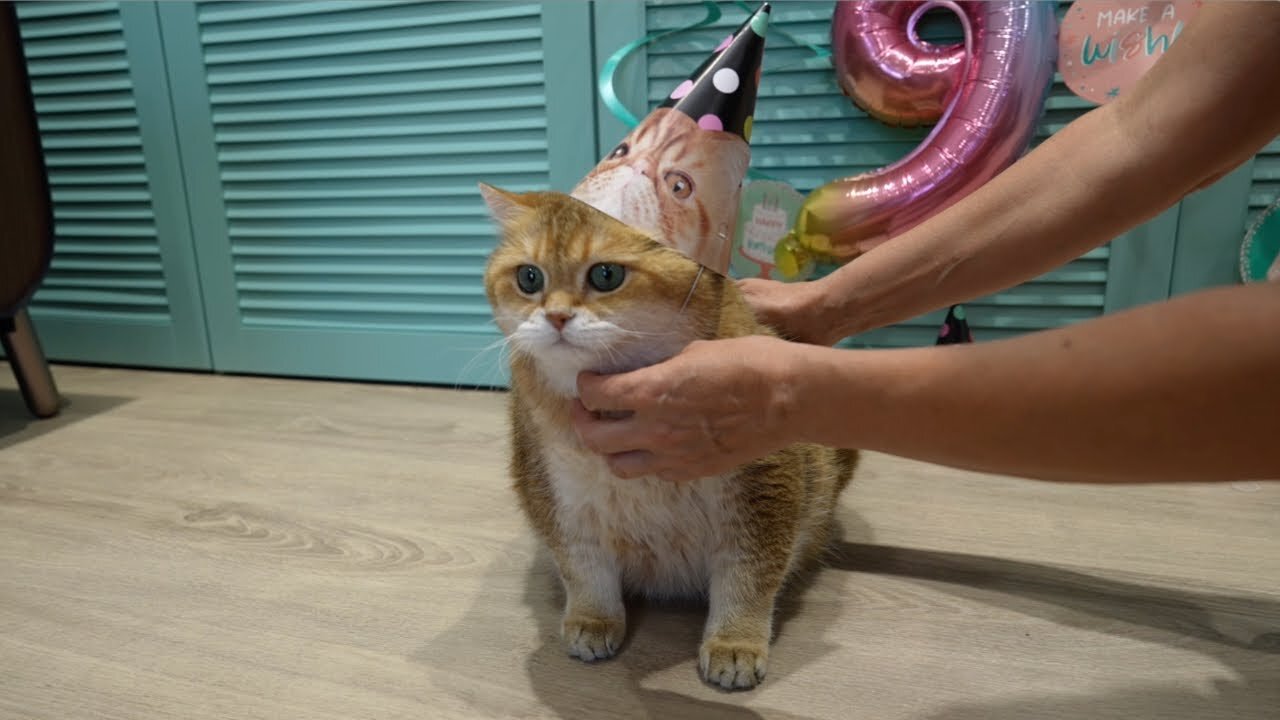 Happy birthday, Hosico!