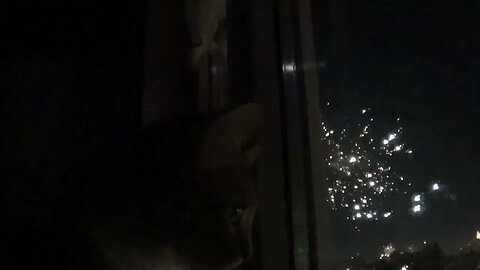 Little Cat Likes to Watch the Fireworks