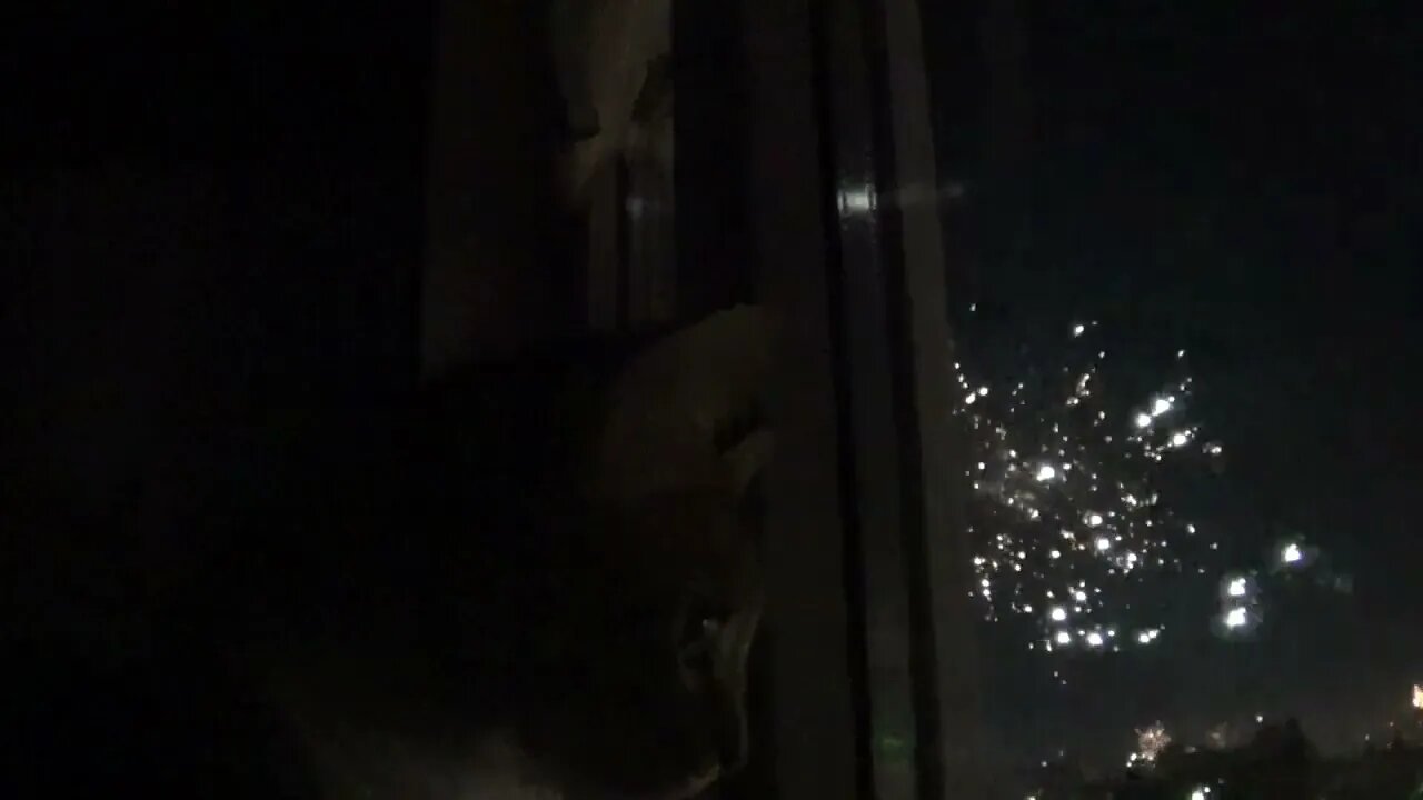 Little Cat Likes to Watch the Fireworks