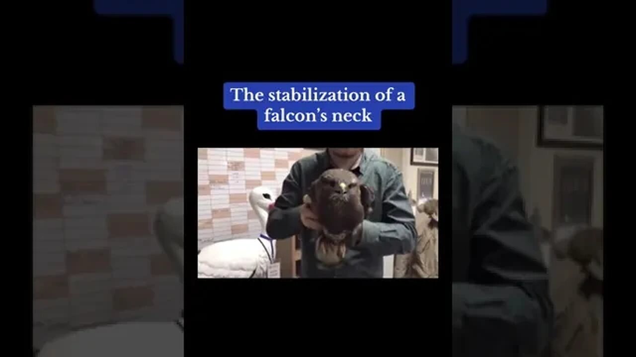 The stabilisation of a Falcon neck