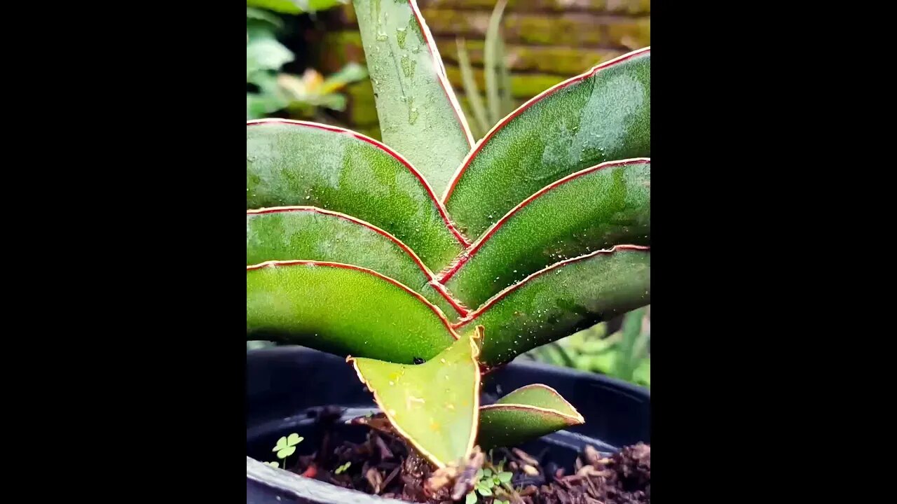 sansevieria Robusta