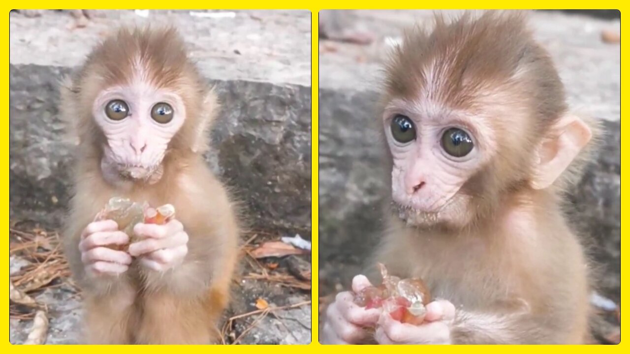 Cute Monkey Video