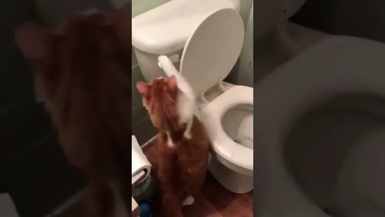 Funny Cat Compilation Volume2