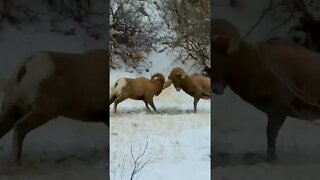 Vicious Fight!