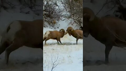 Vicious Fight!