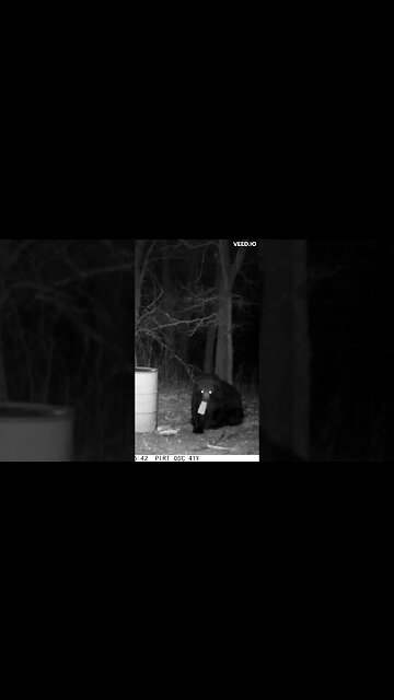 This bear is so stuffed he can't eat another bite #shorts