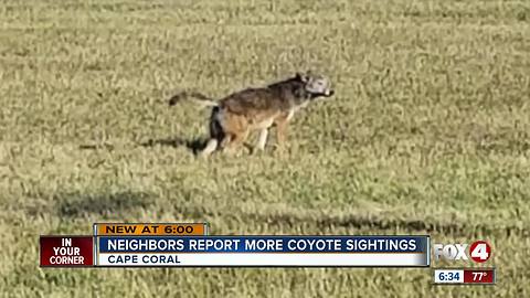 Cape neighbors spot more coyotes