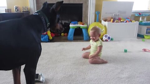 Doberman_playing_with_Baby so Fani