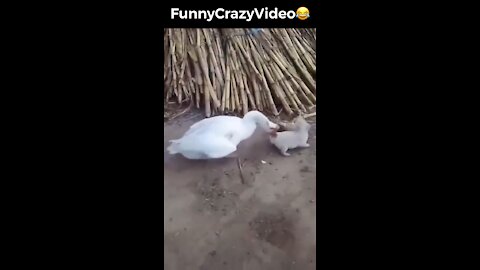 Mr FunnyCrazyVideo😂 Just Incredible Video Funny and Crazy #Like Follow for Follow 🥰