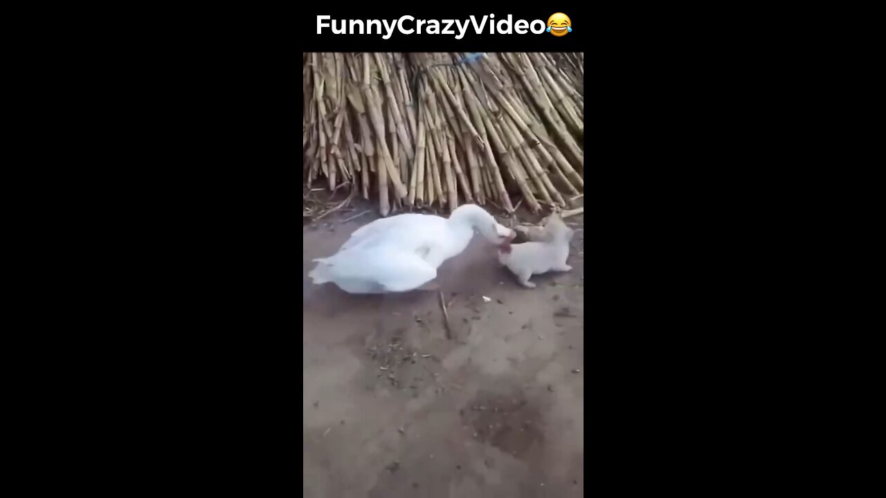 Mr FunnyCrazyVideo😂 Just Incredible Video Funny and Crazy #Like Follow for Follow 🥰