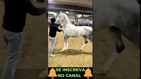 Competição de Cavalos pt1 #shorts